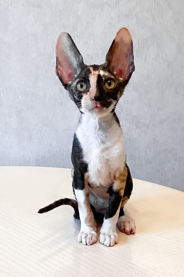 Paloma | Cornish Rex Kitten