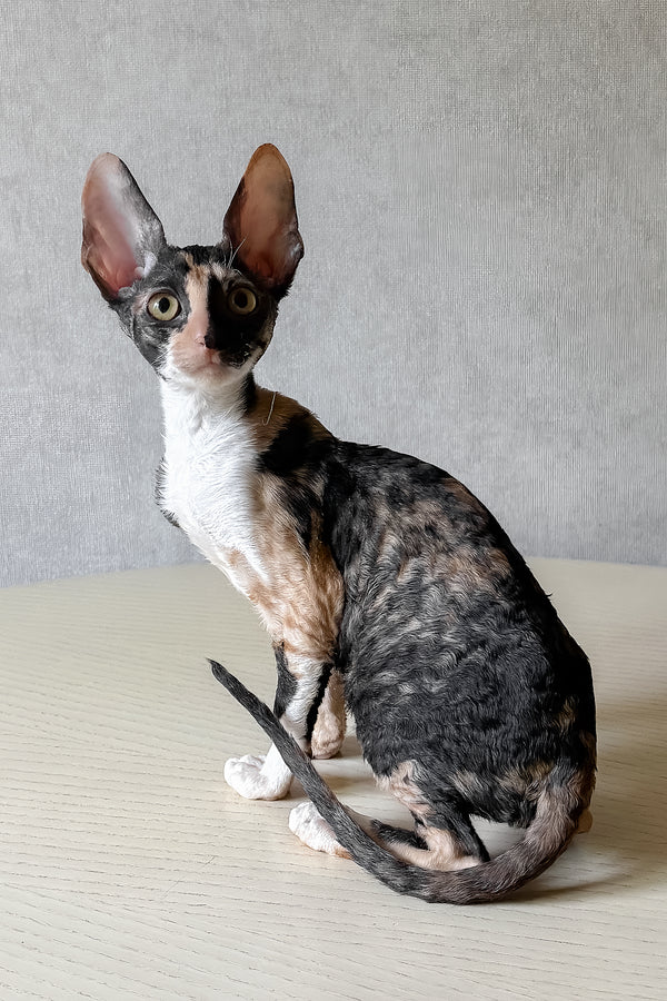 Paloma | Cornish Rex Kitten