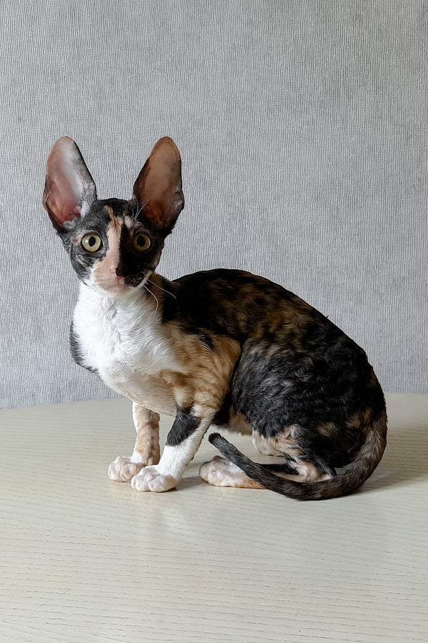 Paloma | Cornish Rex Kitten