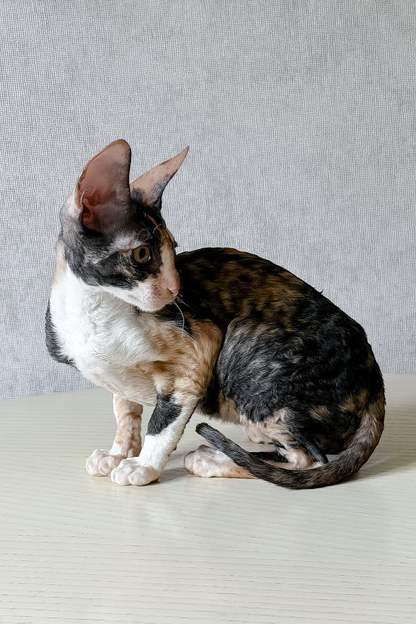 Paloma | Cornish Rex Kitten