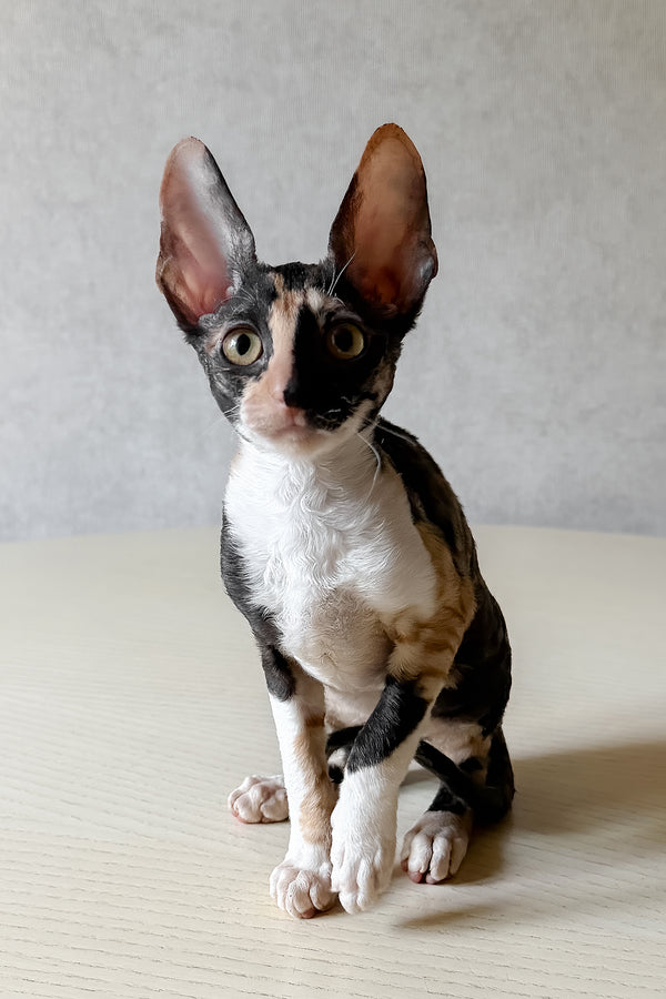 Paloma | Cornish Rex Kitten
