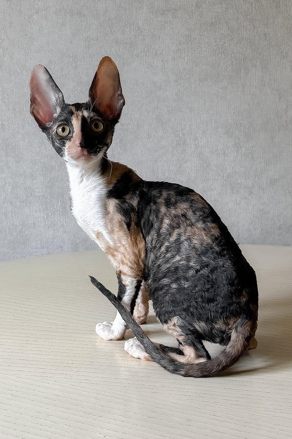 Paloma | Cornish Rex Kitten