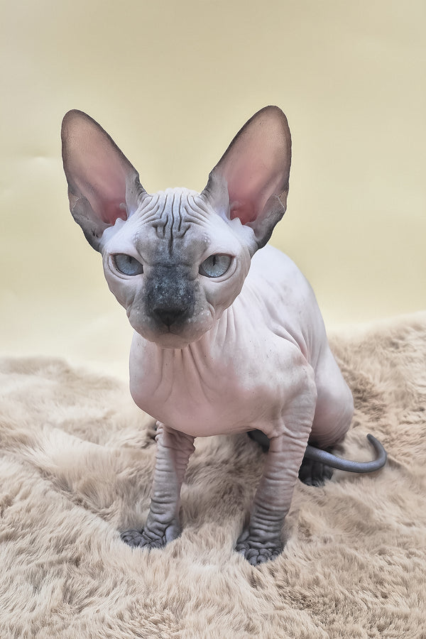 Panda | Canadian Sphynx Kitten