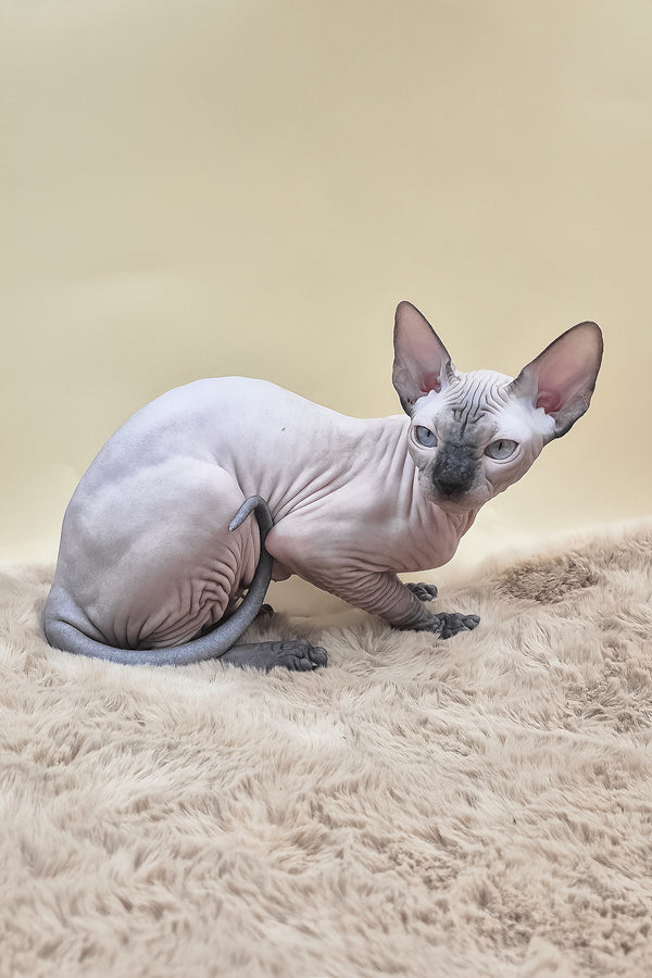 Panda | Canadian Sphynx Kitten