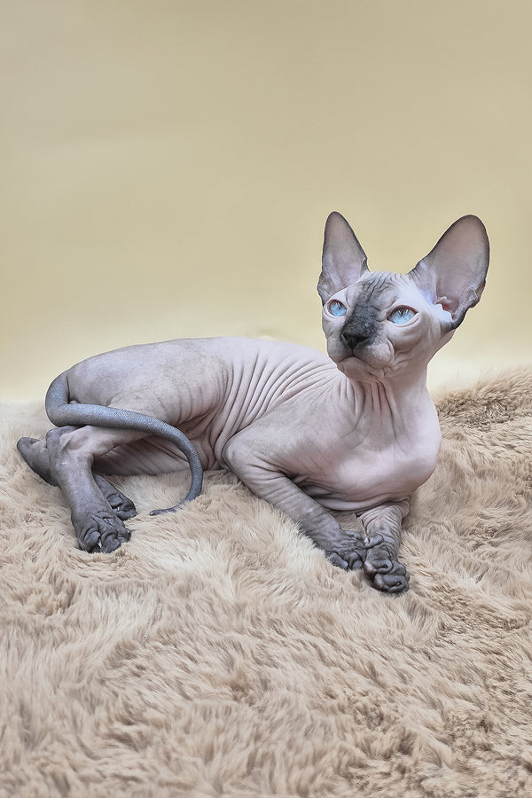 Panda | Canadian Sphynx Kitten