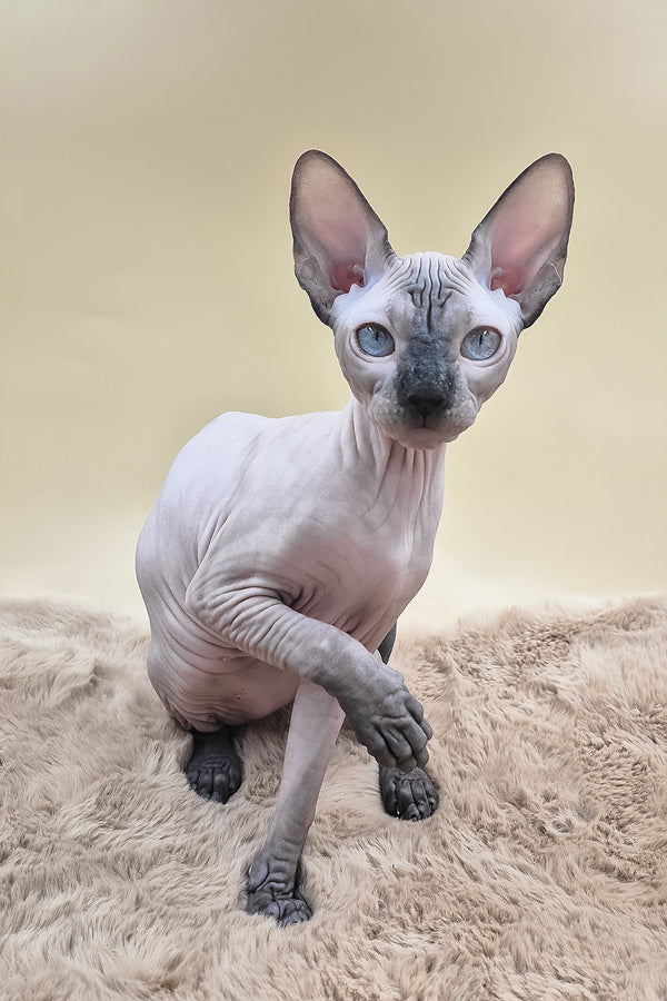 Panda | Canadian Sphynx Kitten