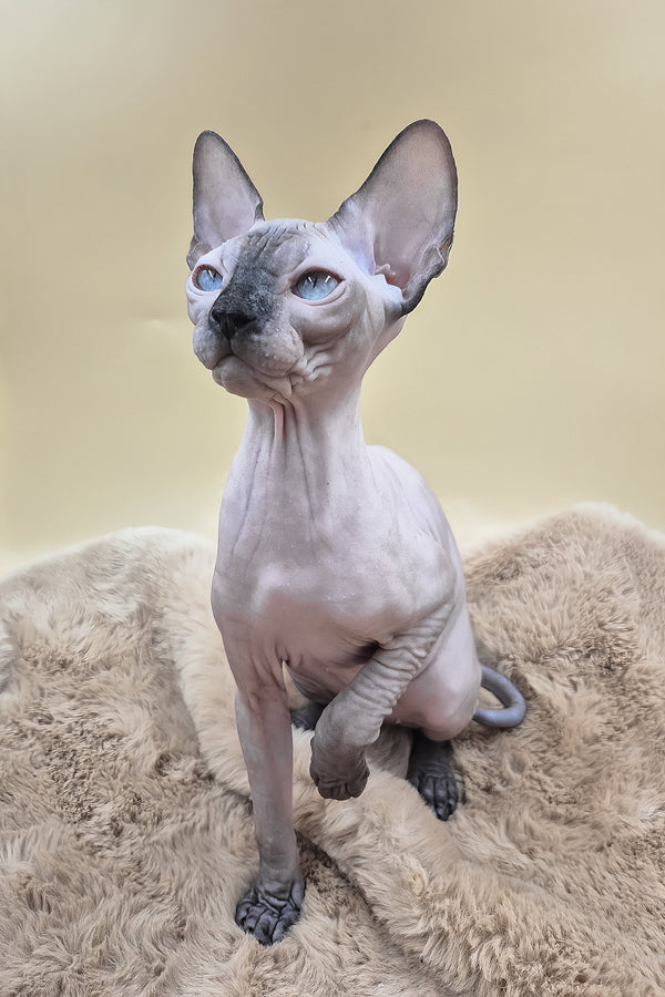 Panda | Canadian Sphynx Kitten