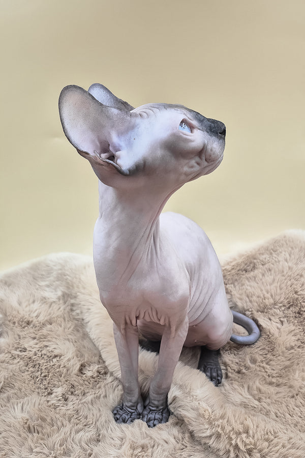 Panda | Canadian Sphynx Kitten