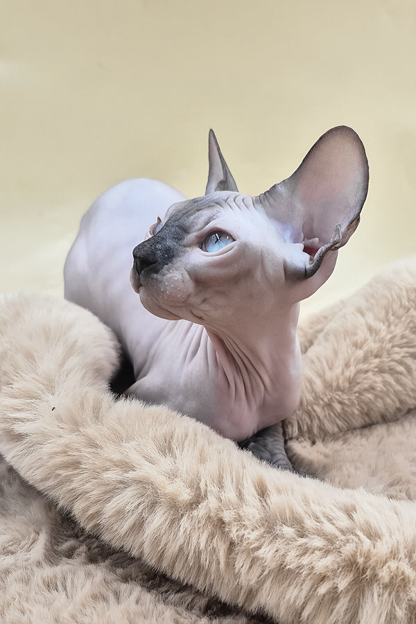 Panda | Canadian Sphynx Kitten