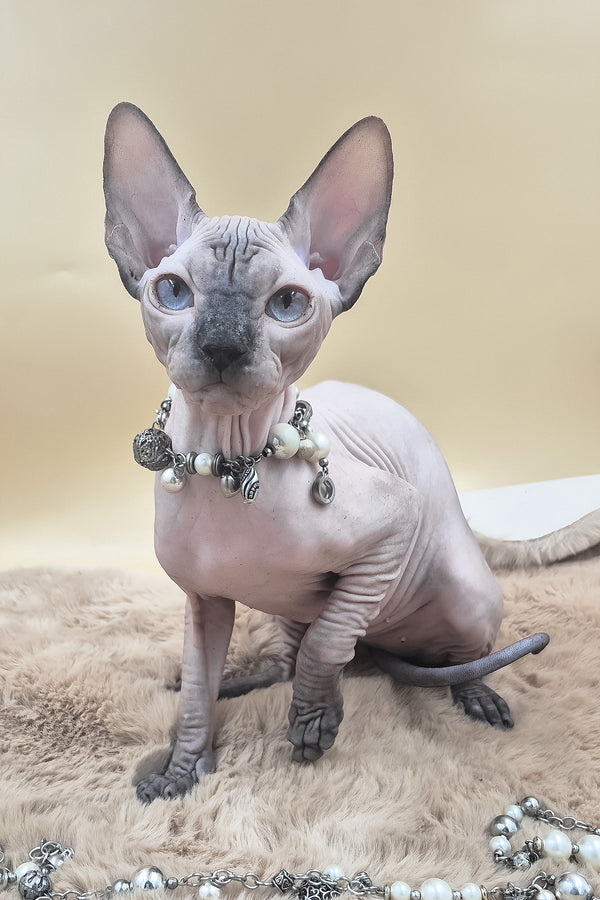 Panda | Canadian Sphynx Kitten
