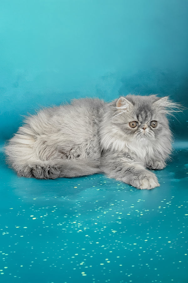 Pandora | Persian Kitten