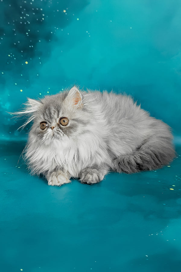 Pandora | Persian Kitten