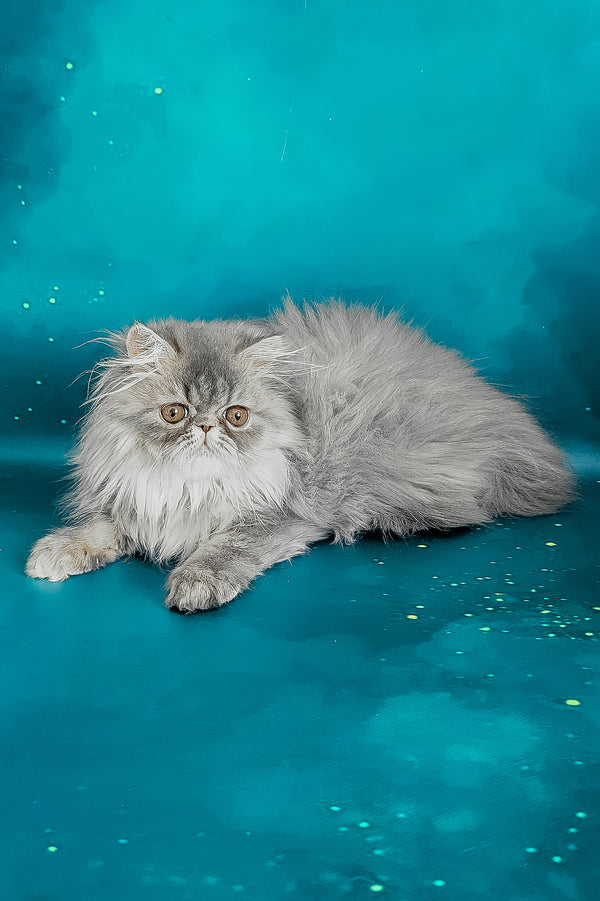 Pandora | Persian Kitten
