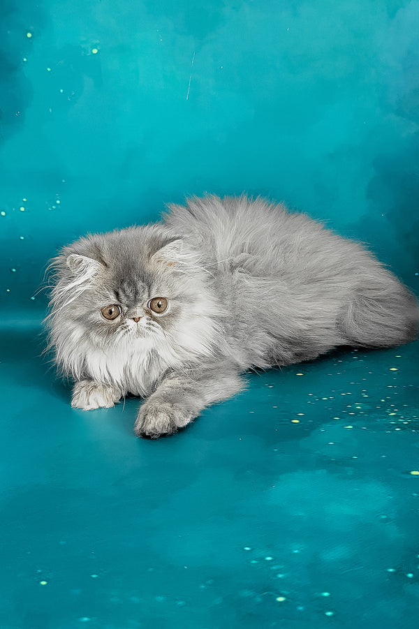Pandora | Persian Kitten