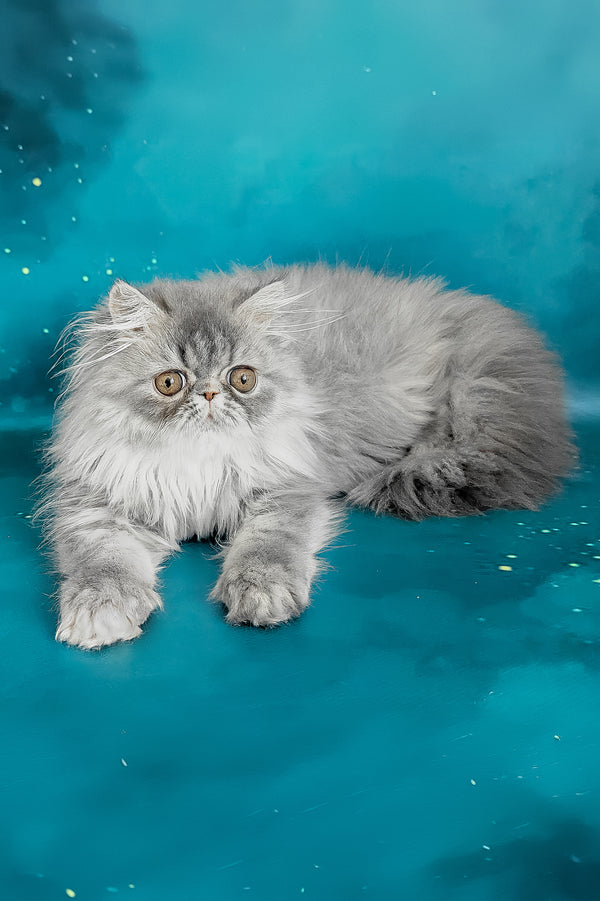 Pandora | Persian Kitten