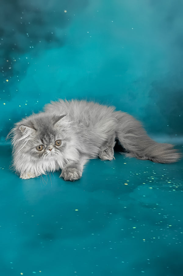 Pandora | Persian Kitten