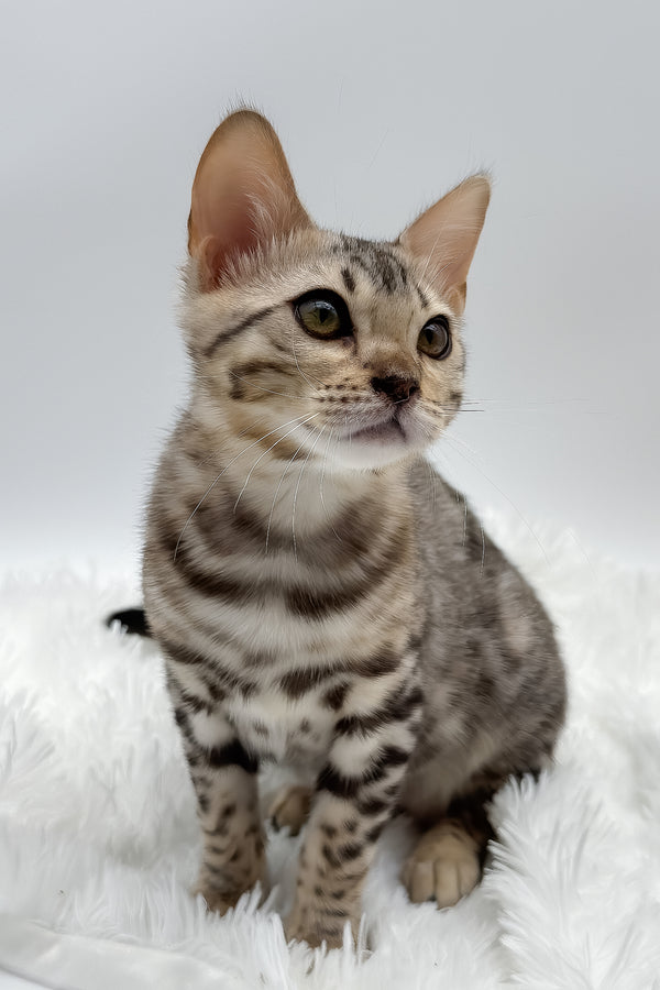 Pantera | Bengal Kitten