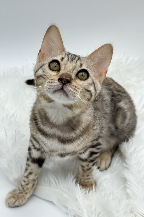 Pantera | Bengal Kitten