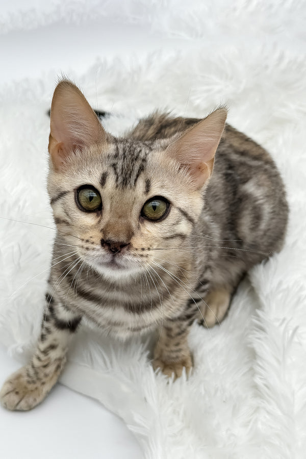 Pantera | Bengal Kitten