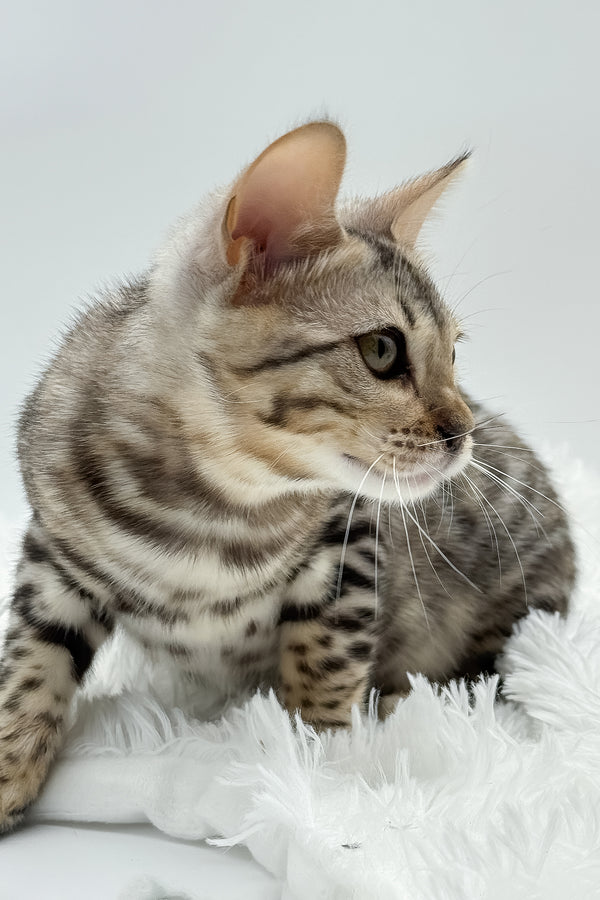 Pantera | Bengal Kitten