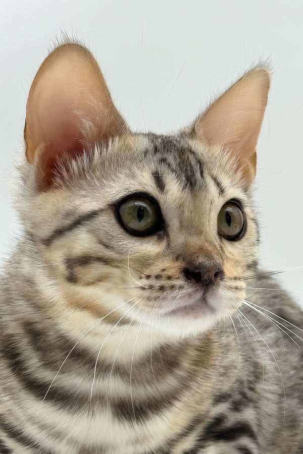 Pantera | Bengal Kitten