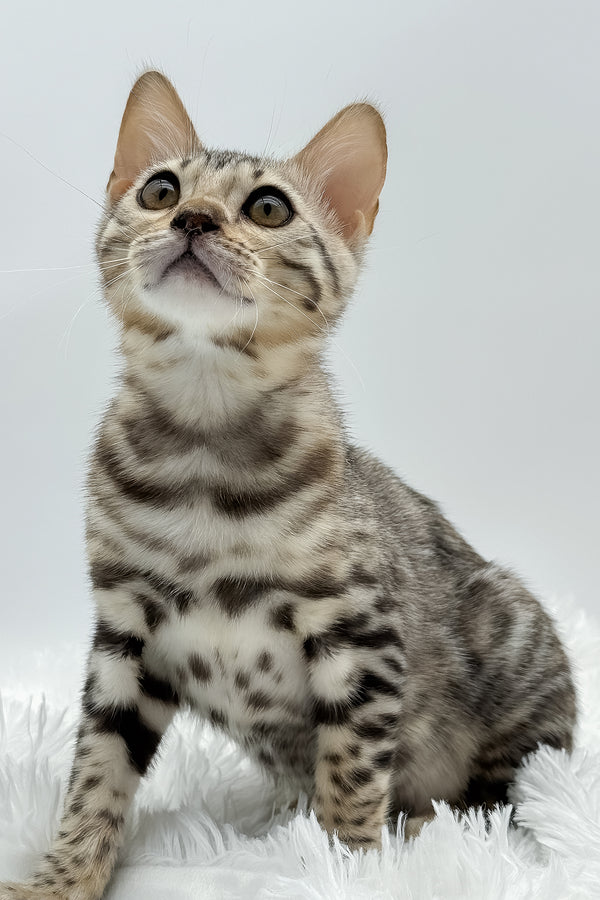 Pantera | Bengal Kitten