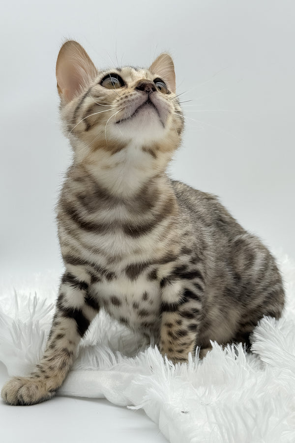 Pantera | Bengal Kitten