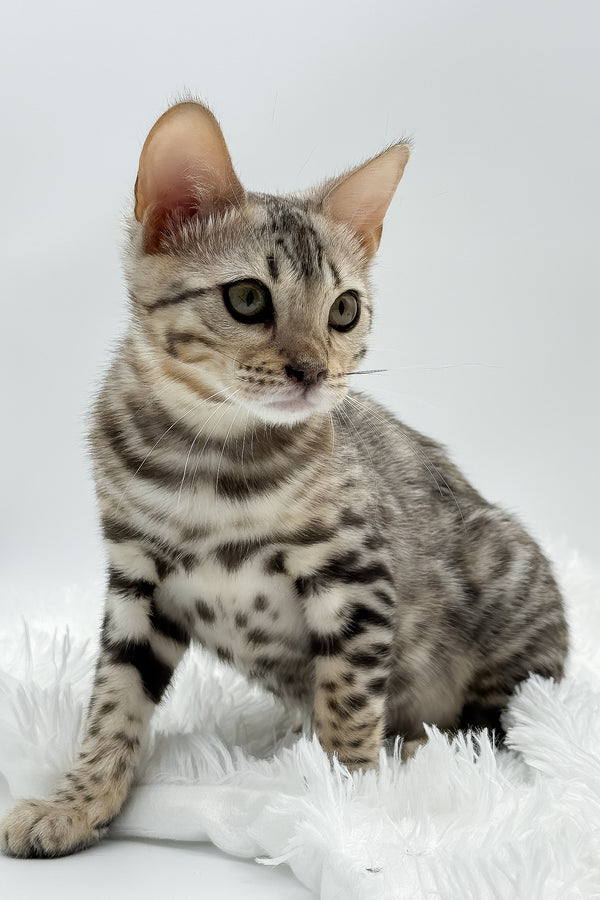 Pantera | Bengal Kitten