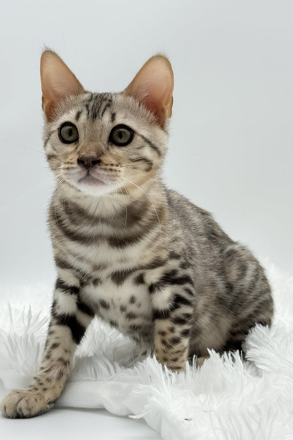 Pantera | Bengal Kitten