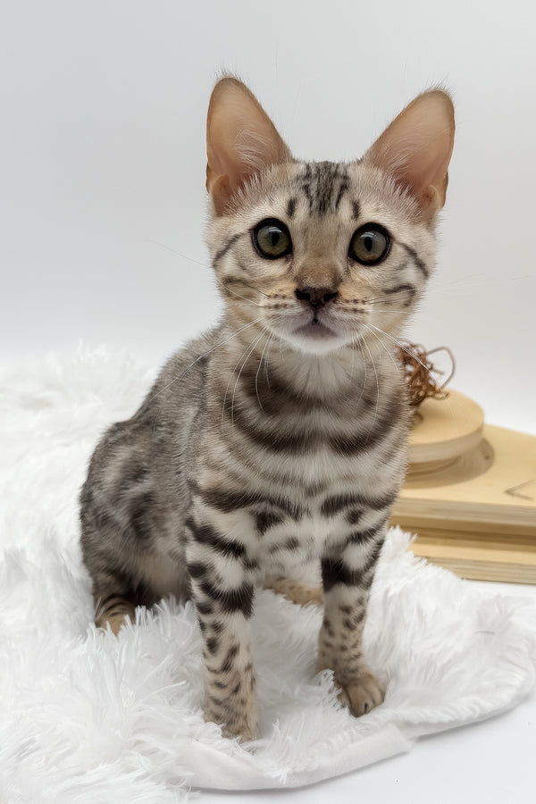 Pantera | Bengal Kitten