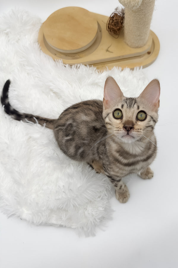 Pantera | Bengal Kitten