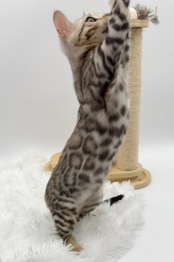 Pantera | Bengal Kitten
