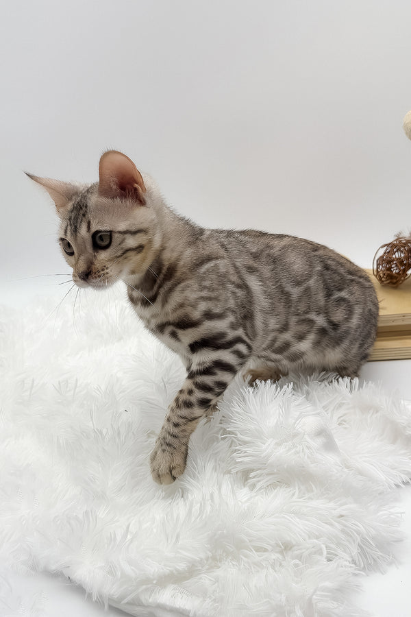 Pantera | Bengal Kitten