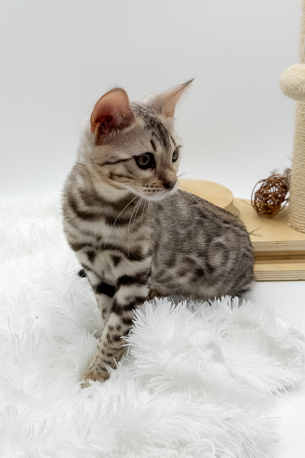 Pantera | Bengal Kitten