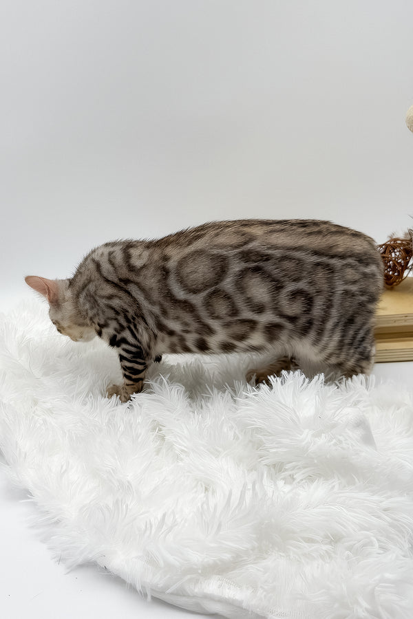 Pantera | Bengal Kitten