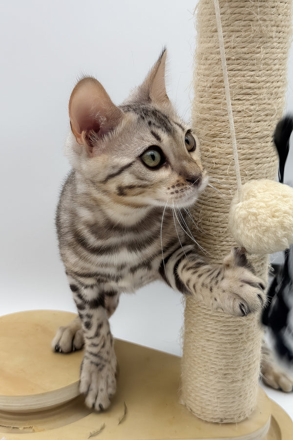 Pantera | Bengal Kitten