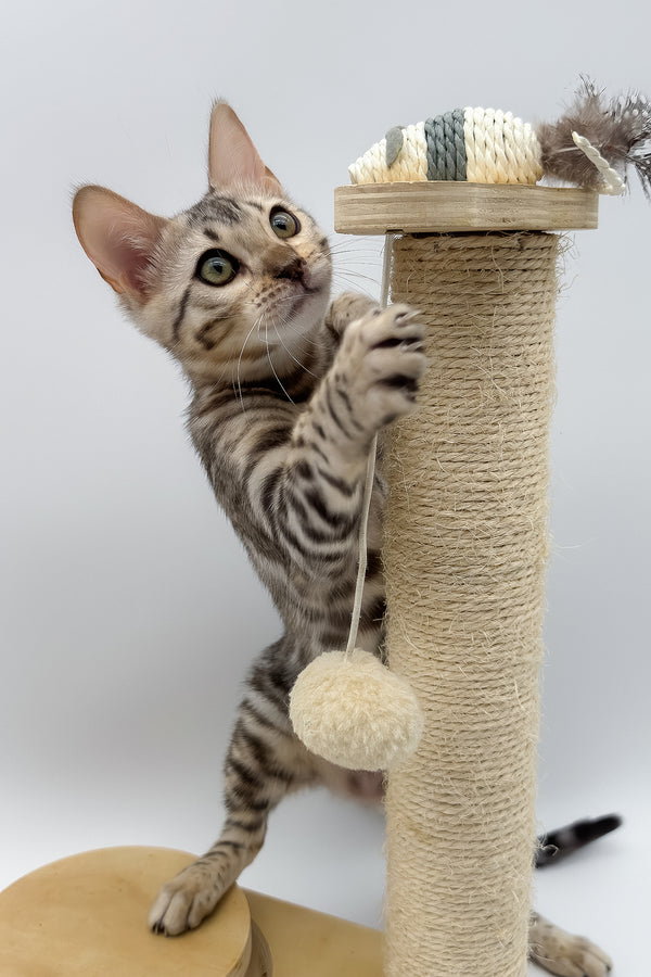 Pantera | Bengal Kitten