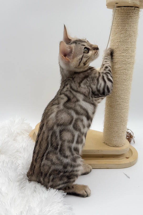 Pantera | Bengal Kitten