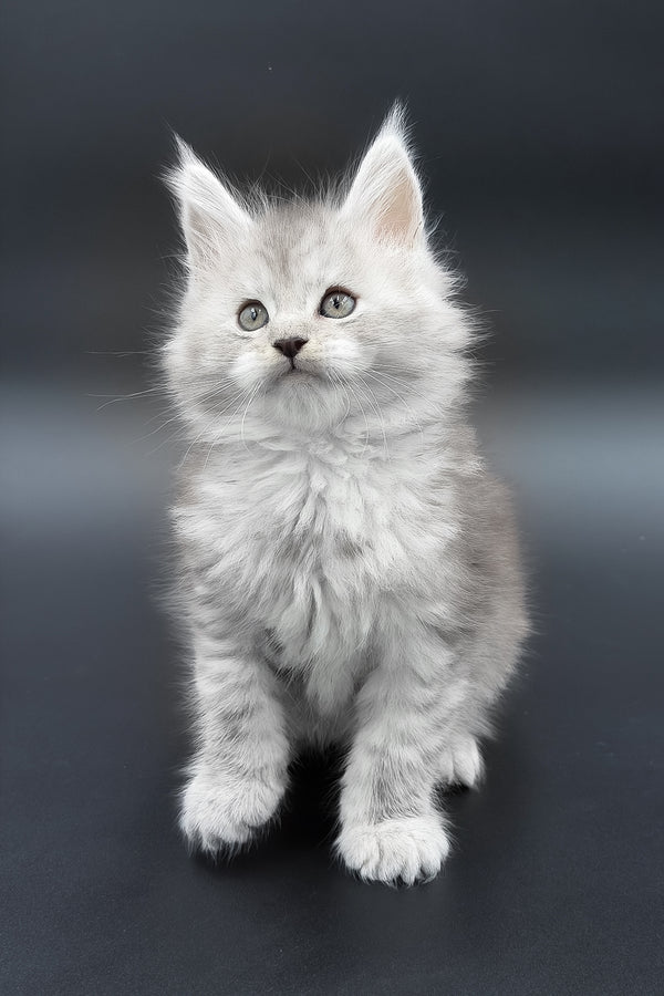 Paradise | Maine Coon Kitten
