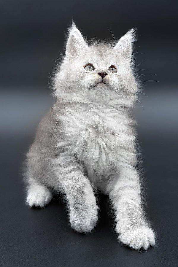 Paradise | Maine Coon Kitten