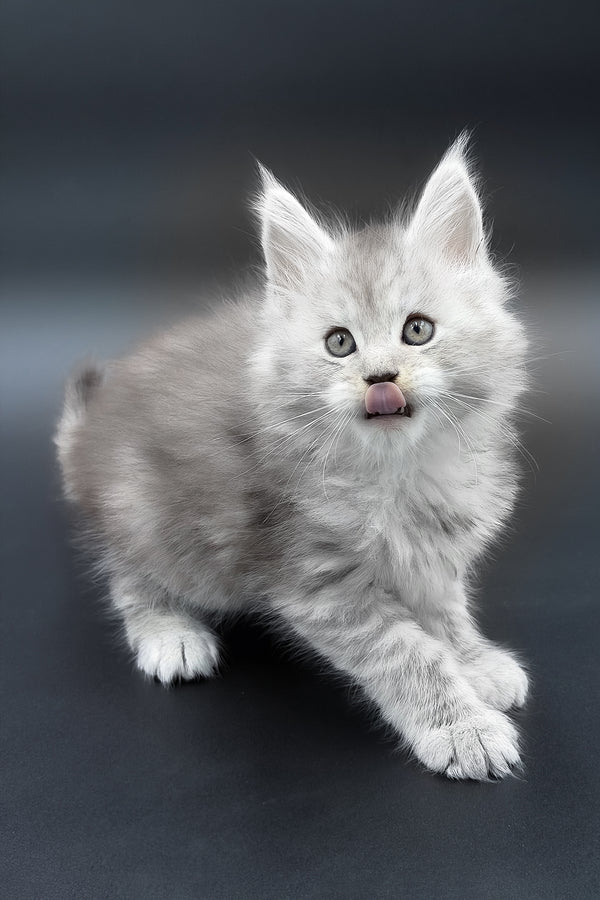 Paradise | Maine Coon Kitten