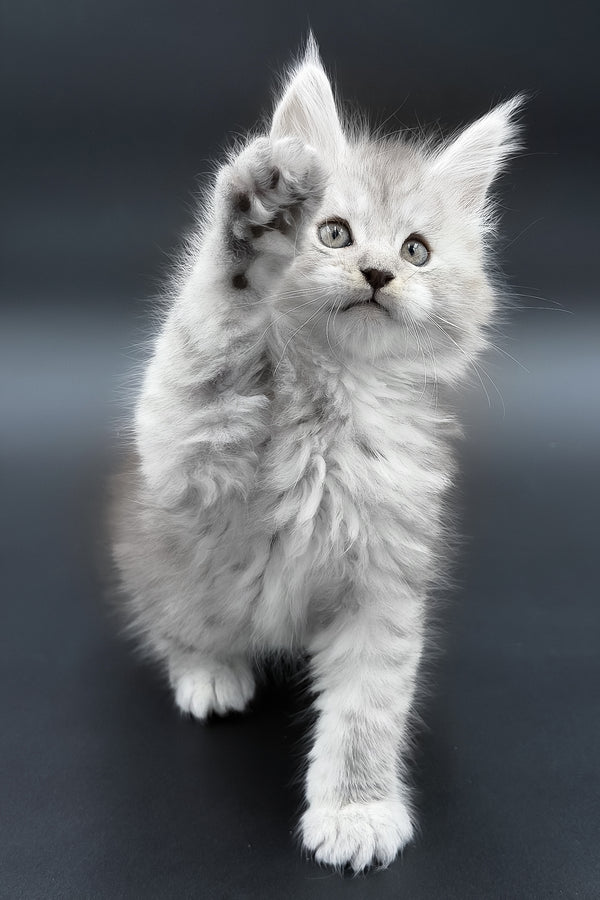 Paradise | Maine Coon Kitten