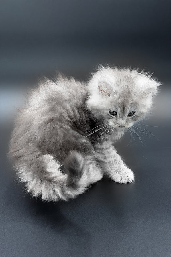 Paradise | Maine Coon Kitten