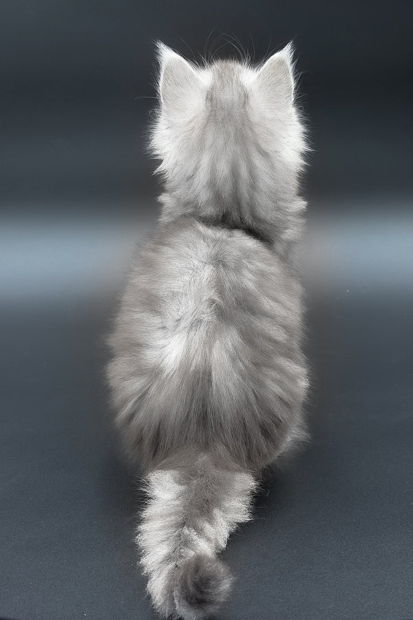 Paradise | Maine Coon Kitten
