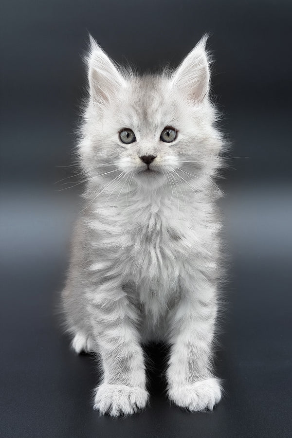 Paradise | Maine Coon Kitten