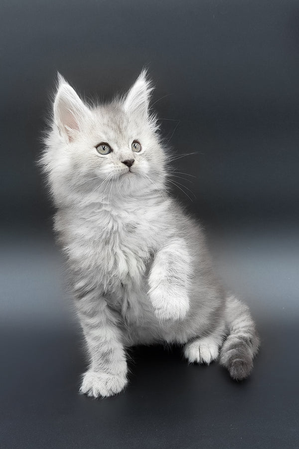 Paradise | Maine Coon Kitten