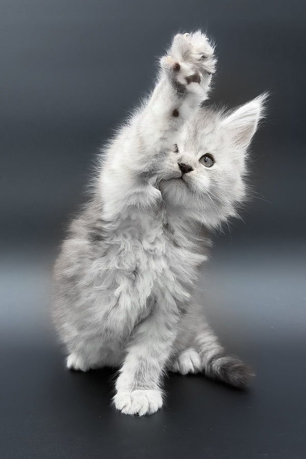 Paradise | Maine Coon Kitten