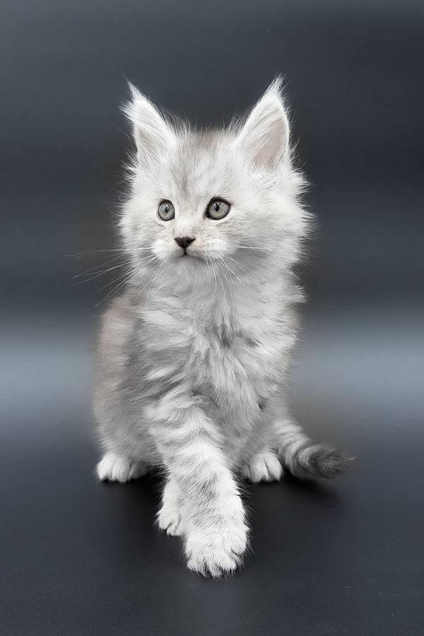 Paradise | Maine Coon Kitten