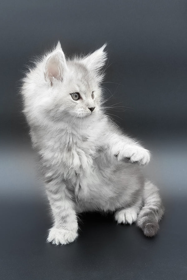 Paradise | Maine Coon Kitten