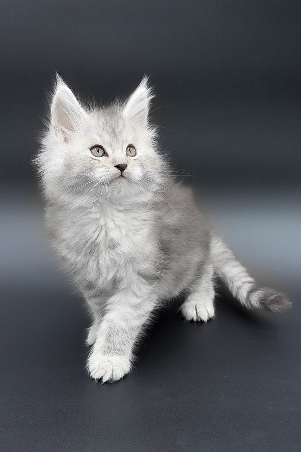 Paradise | Maine Coon Kitten